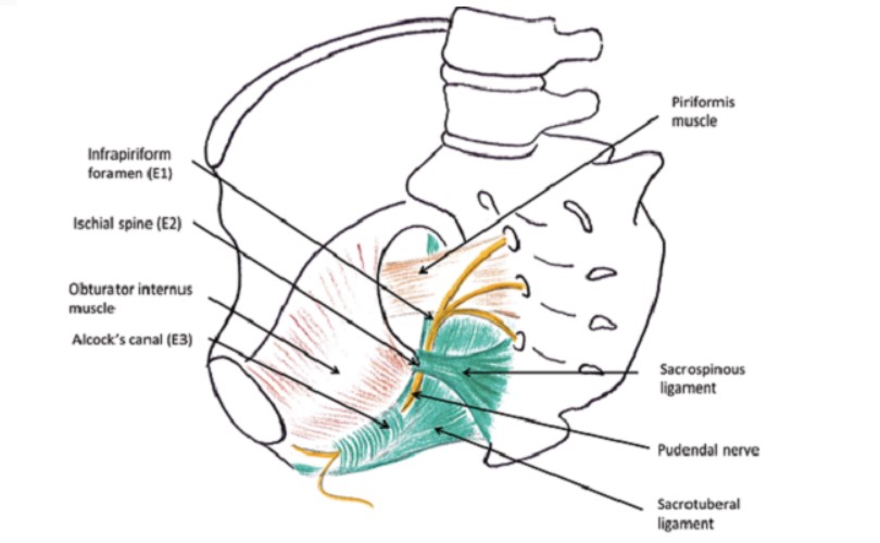 Where is located the pudendal nerve